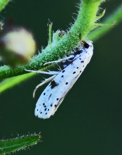 Yponomeuta sp.